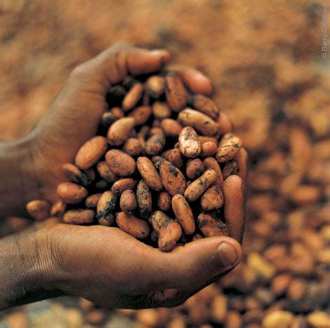 kakao çekirdeği ithalatı